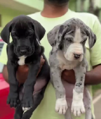 Purchase KCI Registered Great Dane Puppy from Goa